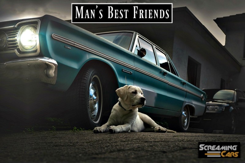 car and dog, man's best friends